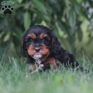 Jade, Cavapoo Puppy